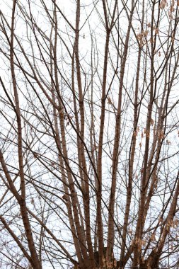 2026 yeni yıl kompozisyonu. Beyaz arka planda altın noel süslemesi.