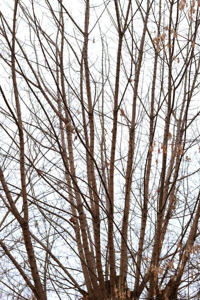 2026 yeni yıl kompozisyonu. Beyaz arka planda altın noel süslemesi.