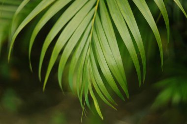ağaçta palmiye yaprakları