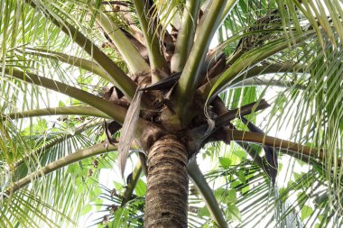 Palmiye yapraklarının görüntüsünü kapat