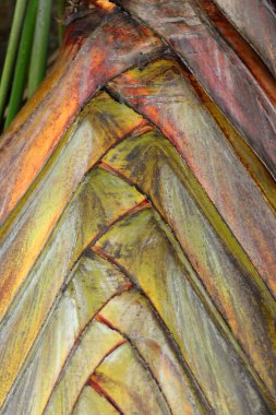 Palmiye yaprakları kökenli