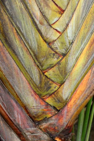 doku palmiye yaprağı