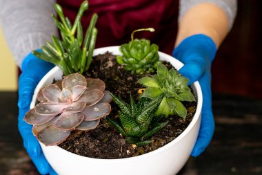 Evde bir kız Saculenta 'nın küçük iç çiçeklerini naklediyor.