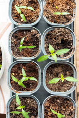Genç yeşil domates filizleri tepside, yukarıdan yakından görünüyor.