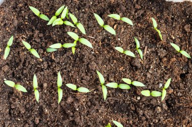 Genç yeşil domates filizleri tepside, yukarıdan yakından görünüyor.
