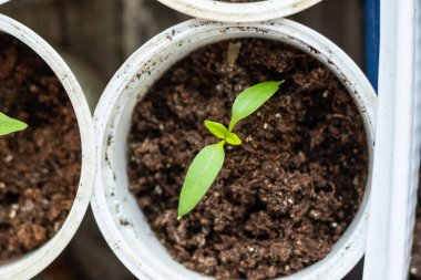 Genç yeşil biber tohumları saksılarda, üst manzara