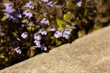 blue wildflowers with empty space.