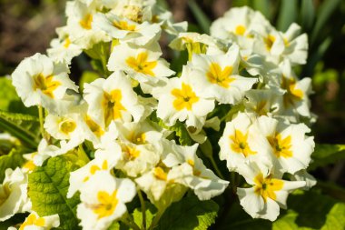 white primrose flowers in the sun in the garden