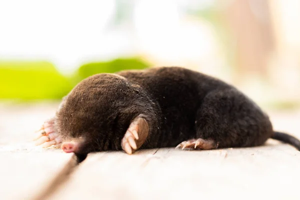 Mole Pile Earth Garden Skin Black Earth Dweller — Stock Photo, Image