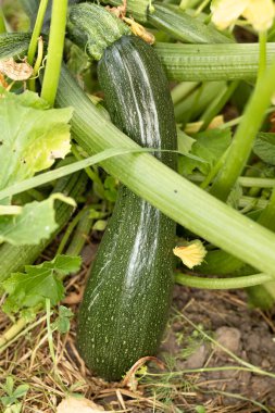 Genç kabak bahçede yetişiyor, kabak çalısı ve büyük bir hasat..