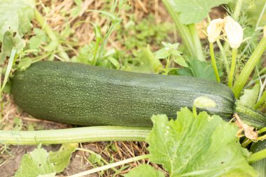 Genç kabak bahçede yetişiyor, kabak çalısı ve büyük bir hasat..