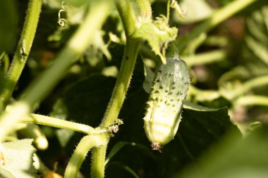 Genç salatalık bahçedeki bir çalılıkta yetişiyor, tarım....