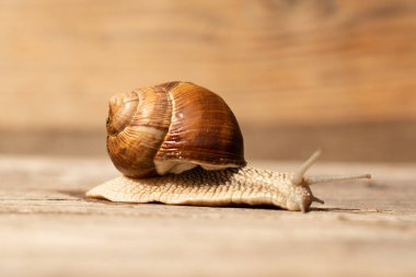 Tahta bir arka planda güneşte sürünen üzüm salyangozu..