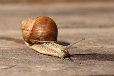 Tahta bir arka planda güneşte sürünen üzüm salyangozu.