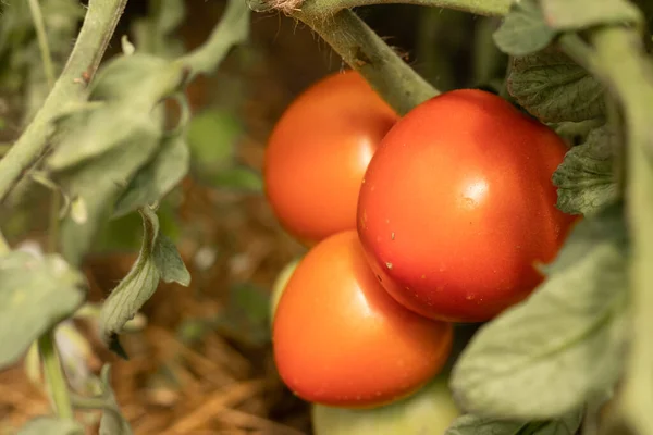 红色的西红柿在花园里的灌木丛中歌唱 在农业上 — 图库照片