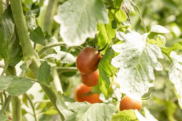 红色的西红柿在花园里的灌木丛中歌唱 在农业上 — 图库照片