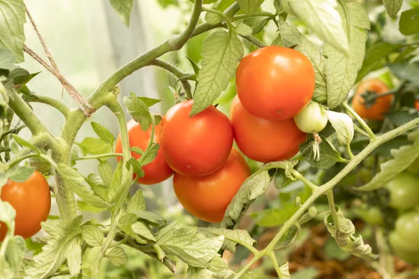 赤いトマトは庭の茂みで歌います農業 — ストック写真