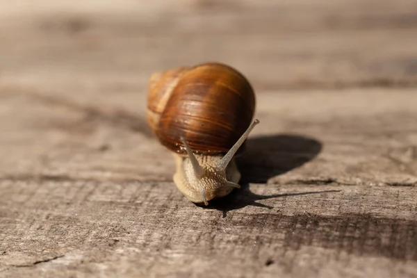 grape snail crawling in the sun on a wooden background