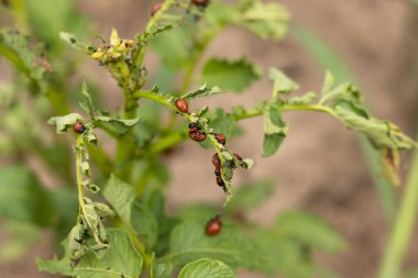 Colorado böceği patateslerin üzerinde oturur, bir haşere gibi..