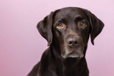 Çikolata renkli bir Labrador av köpeği pembe arka planda kameraya bakar.