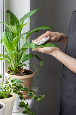 Beyaz ya da Avrupalı bir kadın ev çiçekleri ve bitkilerle ilgilenir, tozu çiçeklerden siler.