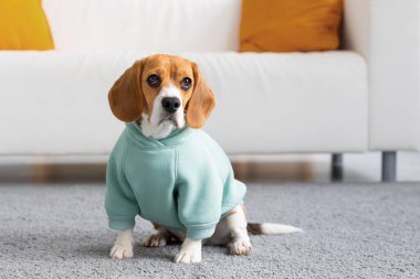 Beagle dog in mint clothes sits in living room, pet dog waiting for master