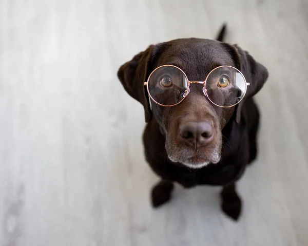 Retriever pet dog wearing round nose glasses, labrador retriever wearing glasses — Stock fotografie