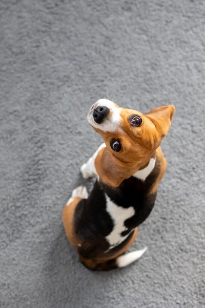 Beagle dog cookies, tongue dog at home, pet love, hunting dog training — Stock fotografie