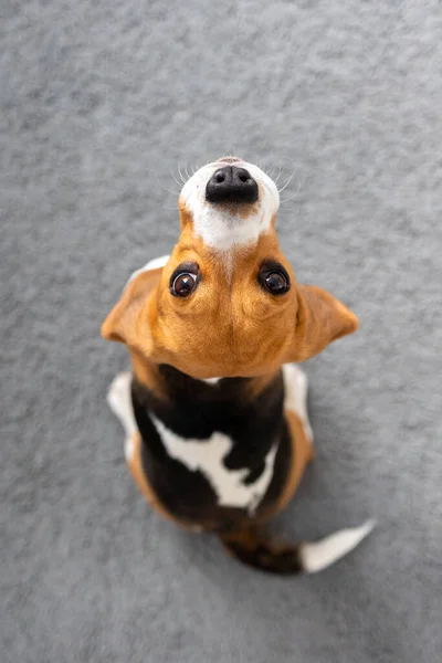 Beagle dog cookies, tongue dog at home, pet love, hunting dog training — Fotografia de Stock