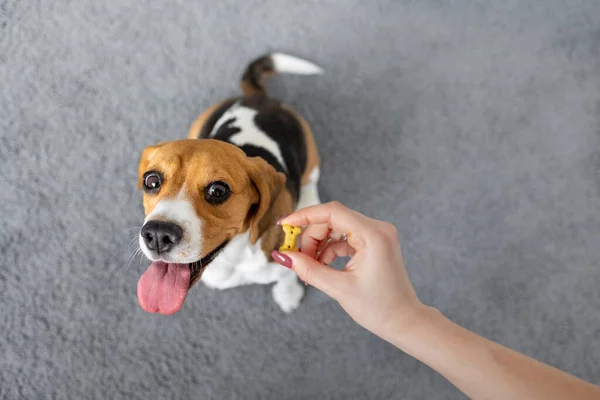 Beagle dog cookies, tongue dog at home, pet love, hunting dog training — Foto de Stock