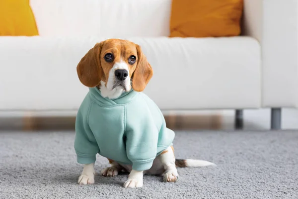 Beagle dog in mint clothes sits in living room, pet dog waiting for master — Stock Fotó