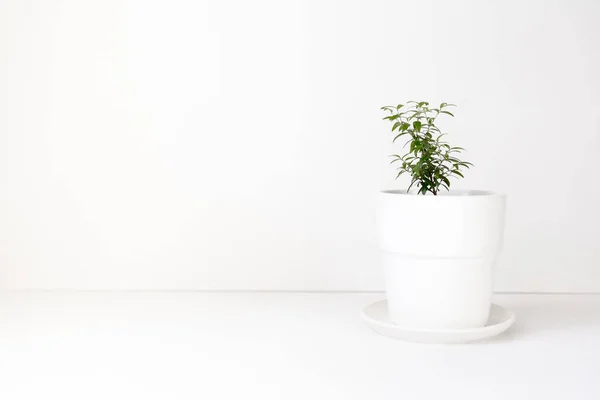 Μυρτιά φυτό σε λευκό δοχείο σε λευκό φόντο με χώρο για κείμενο — Φωτογραφία Αρχείου