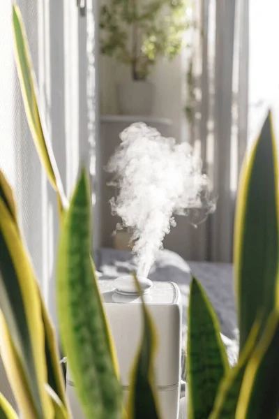 Υγραντήρας στο διαμέρισμα μεταξύ των φυτών, αέρα entrainment και καθαρισμού κατά την opotypical εποχή, αποσμητικό χώρου και entrainment για υγιή αναπνοή και καλή αναπνευστική λειτουργία — Φωτογραφία Αρχείου