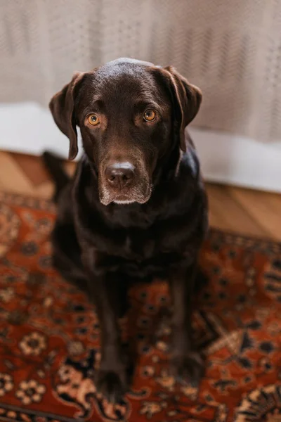 T casa, chocolate labrador retriever, patas, perro Friendly — Foto de Stock