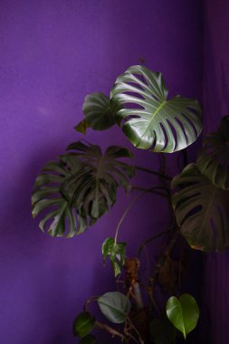 Yakın plan, koyu mor arka planda canavar bitkisi. Evin içinde çiçekler var.