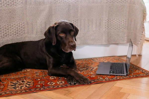 Perro labrador retriever acostado en la alfombra en casa al lado de la computadora portátil, trabajar en casa en la oficina en casa — Foto de Stock