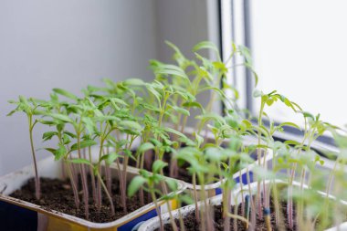 Bahçe mevsimi için saksılarda yeşil bitkiler, genç bitki filizleri