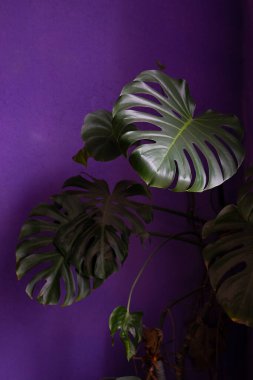 Yakın plan, koyu mor arka planda canavar bitkisi. Evin içinde çiçekler var.