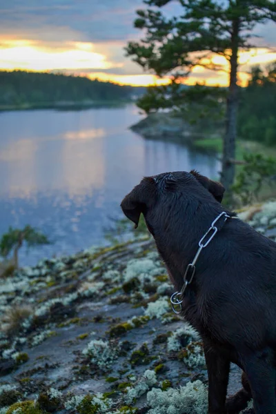 Perro mirando al atardecer, silueta de perro en la naturaleza, naturaleza nocturna al atardecer, vista al lago puesta de sol desde la isla — Foto de Stock