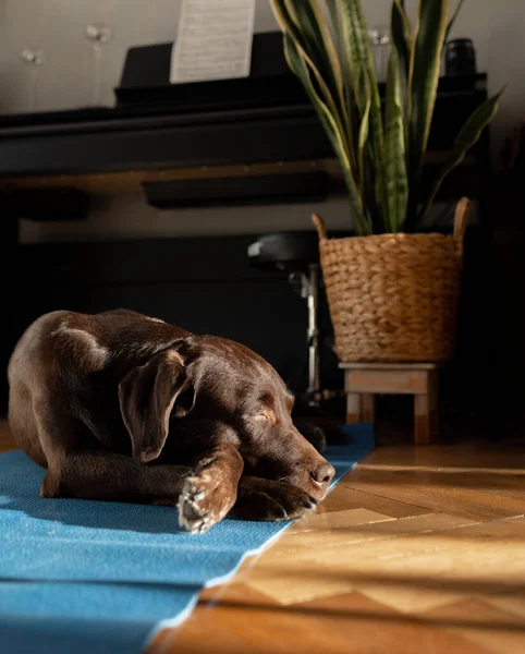 Chocolate Labrador perro pedigrí acostado en la alfombra en casa, hermoso perro tranquilo en casa esperando a su amo — Foto de Stock