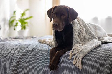 Tatlı çikolata labrador av köpeği yıllarını yatakta geçirir.