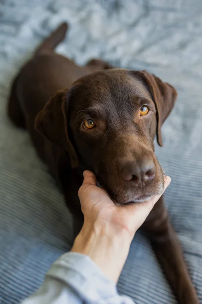 Tatlı çikolata labrador av köpeği yıllarını yatakta geçirir. — Stok fotoğraf