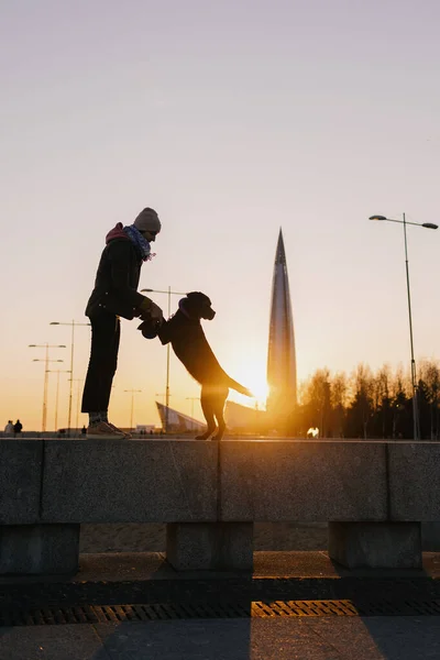 Mujer paseando a su perro al atardecer, hermoso atardecer sobre el fondo de edificios modernos — Foto de Stock