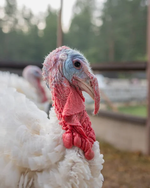 domestic white turkey on the farm. farm animals raised for food. thanksgiving turkey a traditional dish