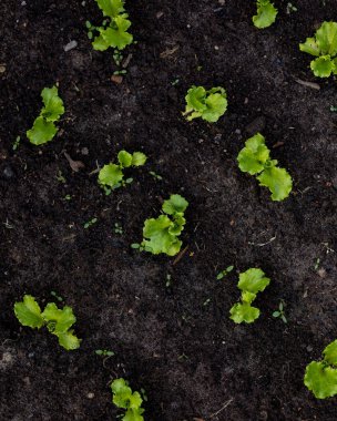 Bahçe yataklarında sebzeler ve otlar. sebze hasadı ve yeşil salata. Serada olgun domates ve salatalık ya da bahçede yeşil salata.
