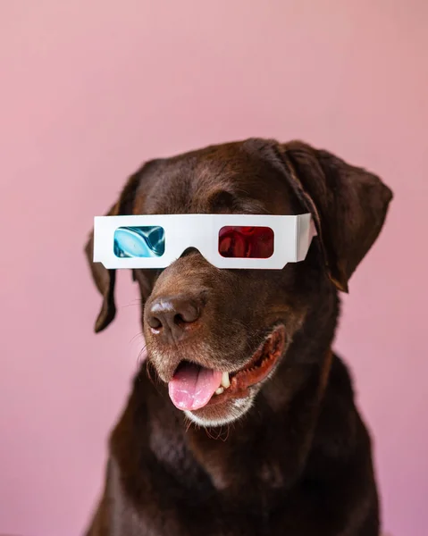 Labrador retrívr pes ve 3D brýlích na růžovém nebo šedém pozadí. stereo brýle pro sledování filmů. — Stock fotografie