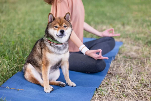 Una mujer europea deportista hace yoga y meditación en un parque o un lugar público. una mujer hace deporte con su mascota al aire libre — Foto de Stock