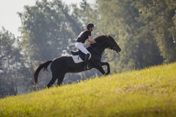 Porträt Von Reiter Und Rapphengst Bei Vielseitigkeitsprüfung Sommer — Stockfoto