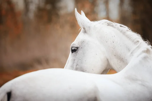 Retrato Hermoso Caballo Semental Gris Holstein Sobre Fondo Bosque Rojo — Foto de Stock