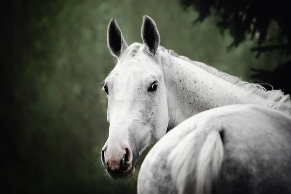 Close Portrait Stunning Grey Holstein Gelding Horse Trees Background — ストック写真